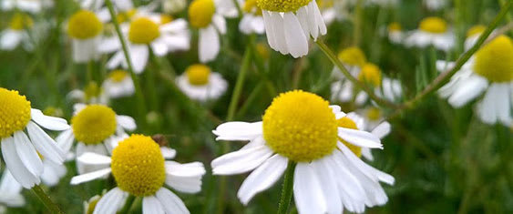 Chamomile, Skincare Botanicals