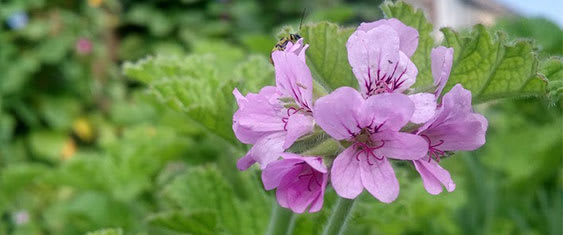 Rose Geranium, Skincare Botanicals