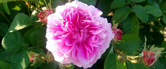 Damask Rose, Skincare Ingredients