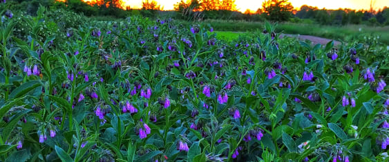 Comfrey, Skincare Botanicals